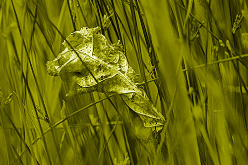 Dead Decayed Leaf Rots Among Reed Grass (Yellow Shade Photo)