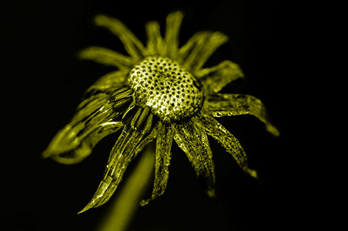 Dead Dewy Rotting Salsify Flower (Yellow Shade Photo)