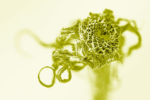 Dead Dry Gumplant Shriveling Among Cold (Yellow Shade)