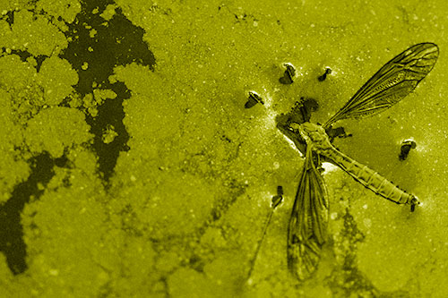 Dead Floating Crane Fly Partly Submerged Among Oily Water (Yellow Shade)