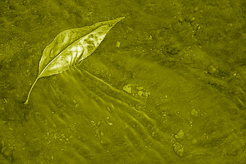 Dead Floating Leaf Creates Shallow Water Ripples (Yellow Shade Photo)