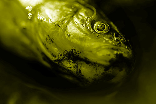 Dead Freshwater Whitefish Washed Ashore (Yellow Shade Photo)