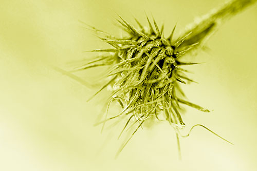 Dead Frigid Spiky Salsify Flower Withering Among Cold (Yellow Shade Photo)
