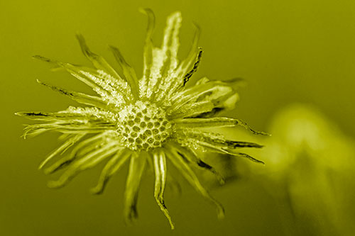 Dead Frozen Ice Covered Aster Flower (Yellow Shade)