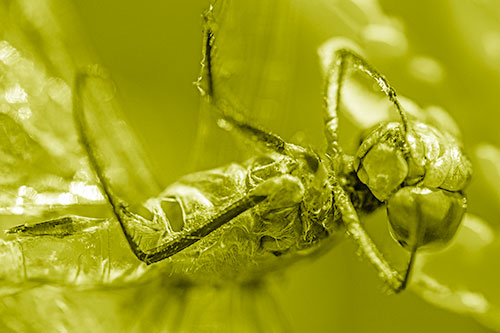 Dead Grotesque Dragonfly Peeling Eye Apart (Yellow Shade)