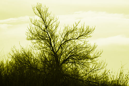 Dead Leafless Tree Standing Tall (Yellow Shade Photo)