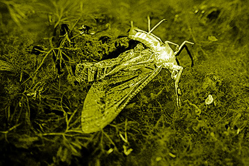 Dead Mayfly Rests Among Shallow Shore (Yellow Shade)