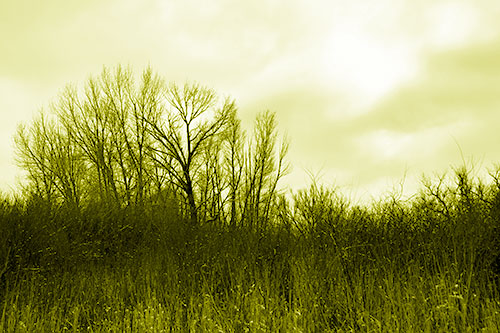 Dead Winter Tree Clusters Among Tall Grass (Yellow Shade Photo)