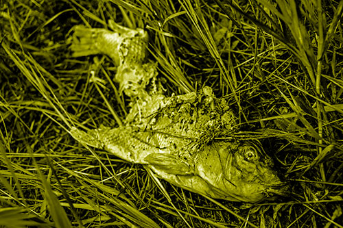 Decaying Salmon Fish Rotting Among Grass (Yellow Shade)