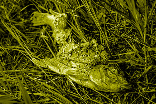Decaying Salmon Fish Rotting Among Grass (Yellow Shade Photo)