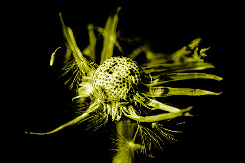 Decaying Seed Toothed Dandelion Creature (Yellow Shade)
