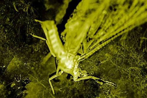 Deceased Mayfly Floating Atop Shallow River Shore (Yellow Shade)