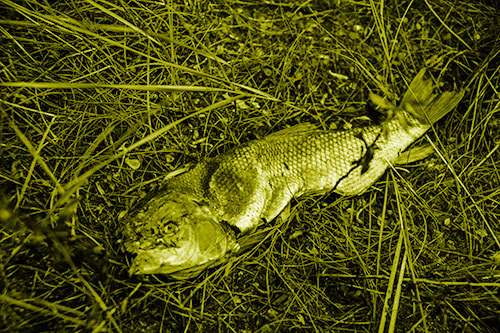 Deceased Salmon Fish Rotting Among Grass (Yellow Shade Photo)