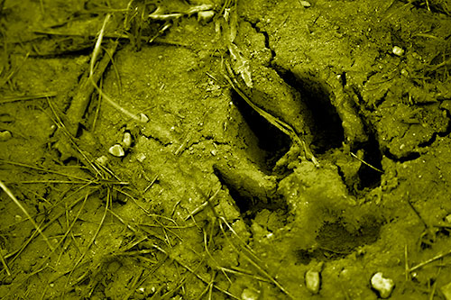 Deep Muddy Dog Footprint (Yellow Shade Photo)