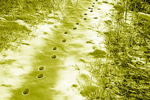 Deep Snow Animal Footprint Markings (Yellow Shade)
