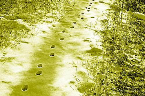Deep Snow Animal Footprint Markings (Yellow Shade Photo)