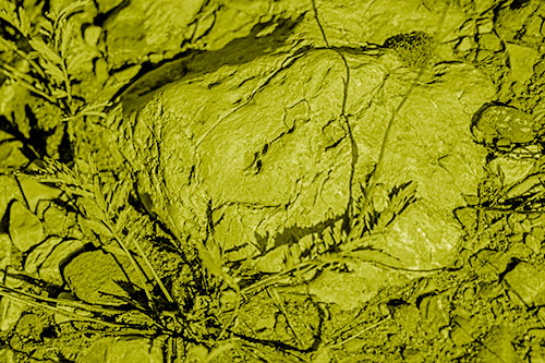 Demonic Leaf Mouthed Rock Face Snarling Among Dirt (Yellow Shade)