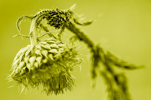 Depressed Slouching Thistle Dying From Thirst (Yellow Shade Photo)