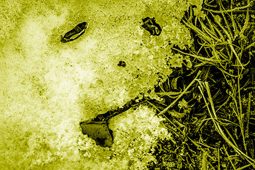 Depressed Snow Face Frowning Among Grass (Yellow Shade)