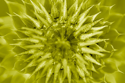 Dew Drops Cover Blooming Thistle Head (Yellow Shade Photo)