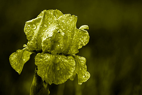 Dew Face Appears Among Wet Iris Flower (Yellow Shade Photo)