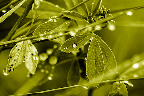 Dew Water Droplets Clutching Onto Leaves (Yellow Shade Photo)