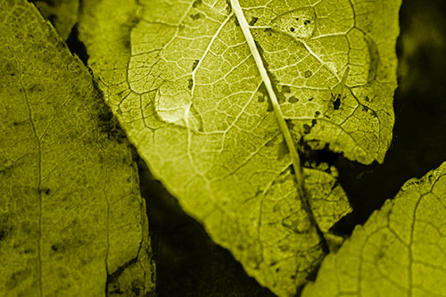 Dewy Eyed Leaf Face Cringing Towards Bug (Yellow Shade)