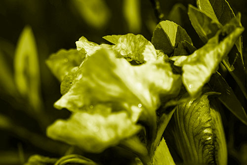 Dewy Iris Flower Creature Face (Yellow Shade Photo)