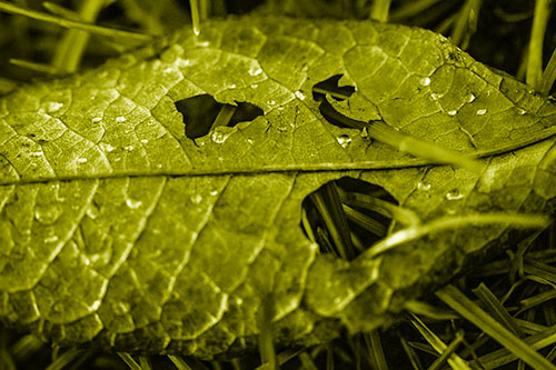Dewy Pierced Leaf Face Screaming Among Grass Blades (Yellow Shade)