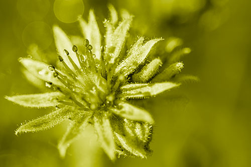 Dewy Spiked Sempervivum Flower (Yellow Shade Photo)