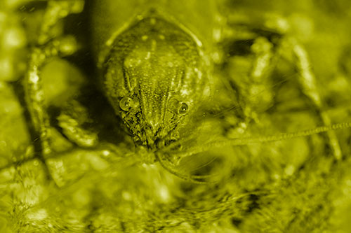 Direct Eye Contact With Water Submerged Crayfish (Yellow Shade Photo)