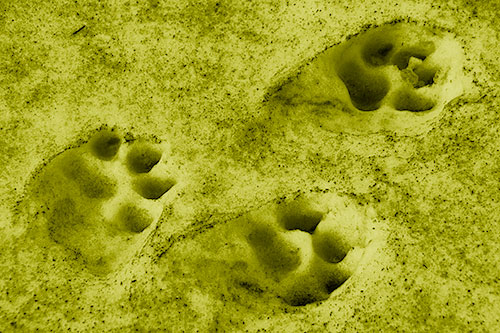 Dirty Dog Footprints In Snow (Yellow Shade Photo)