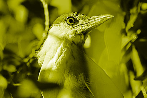 Dirty Faced Black Crowned Night Heron (Yellow Shade Photo)