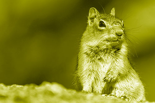 Dirty Nosed Squirrel Atop Rock (Yellow Shade Photo)