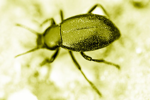 Dirty Shelled Beetle Among Dirt (Yellow Shade Photo)