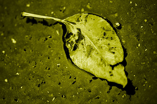 Distressed Rotting Leaf Face Among Wet Pavement (Yellow Shade)