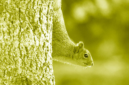 Downward Squirrel Yoga Tree Trunk (Yellow Shade Photo)