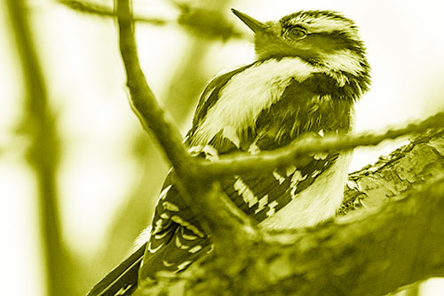 Downy Woodpecker Twists Head Backwards Atop Branch (Yellow Shade Photo)