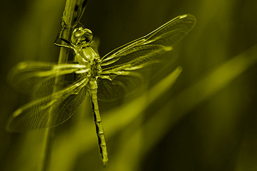 Dragonfly Grabs Ahold Grass Blade (Yellow Shade)