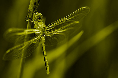Dragonfly Grabs Ahold Grass Blade (Yellow Shade Photo)