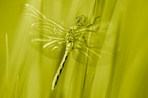 Dragonfly Grabs Grass Blade Batch (Yellow Shade Photo)