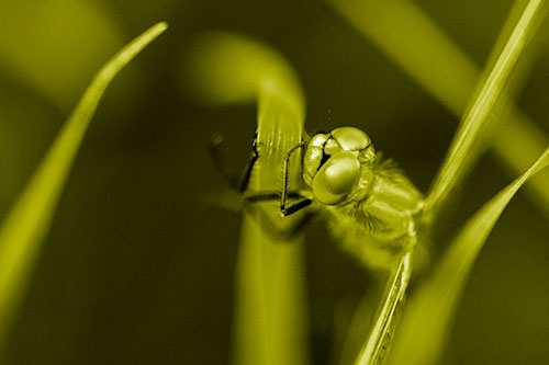 Dragonfly Hugging Grass Blade Tightly (Yellow Shade Photo)