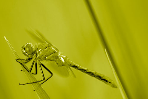 Dragonfly Perched Atop Sloping Grass Blade (Yellow Shade)