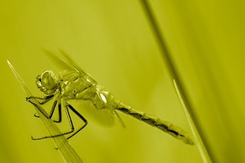 Dragonfly Perched Atop Sloping Grass Blade (Yellow Shade Photo)