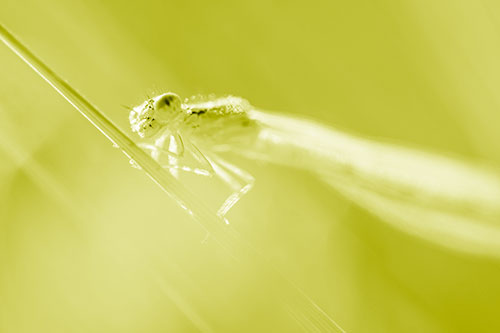 Dragonfly Rides Grass Blade Among Sunlight (Yellow Shade Photo)