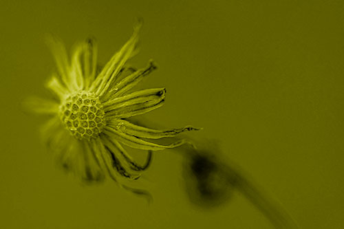 Dried Curling Snowflake Aster Among Darkness (Yellow Shade Photo)