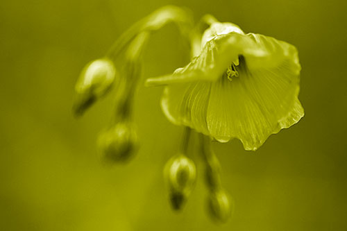 Droopy Flax Flower During Rainstorm (Yellow Shade Photo)