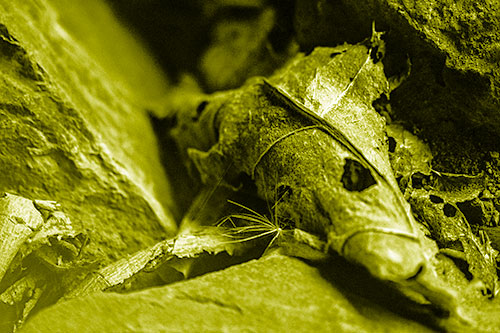 Dry Frowning Leaf Face Resting Between Rocks (Yellow Shade)