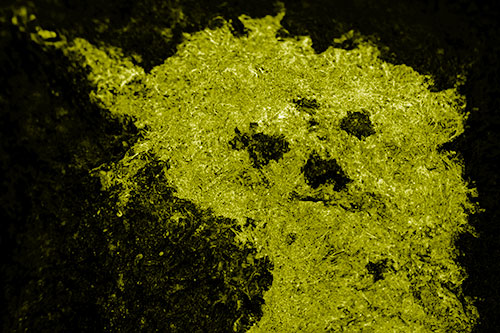 Dry Smirking Moss Face Among Damp Rock Surface (Yellow Shade)