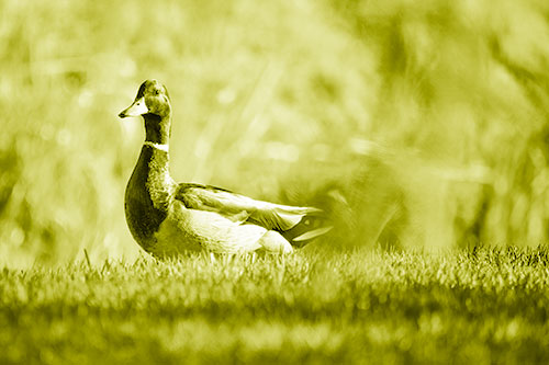 Duck On The Grassy Horizon (Yellow Shade Photo)